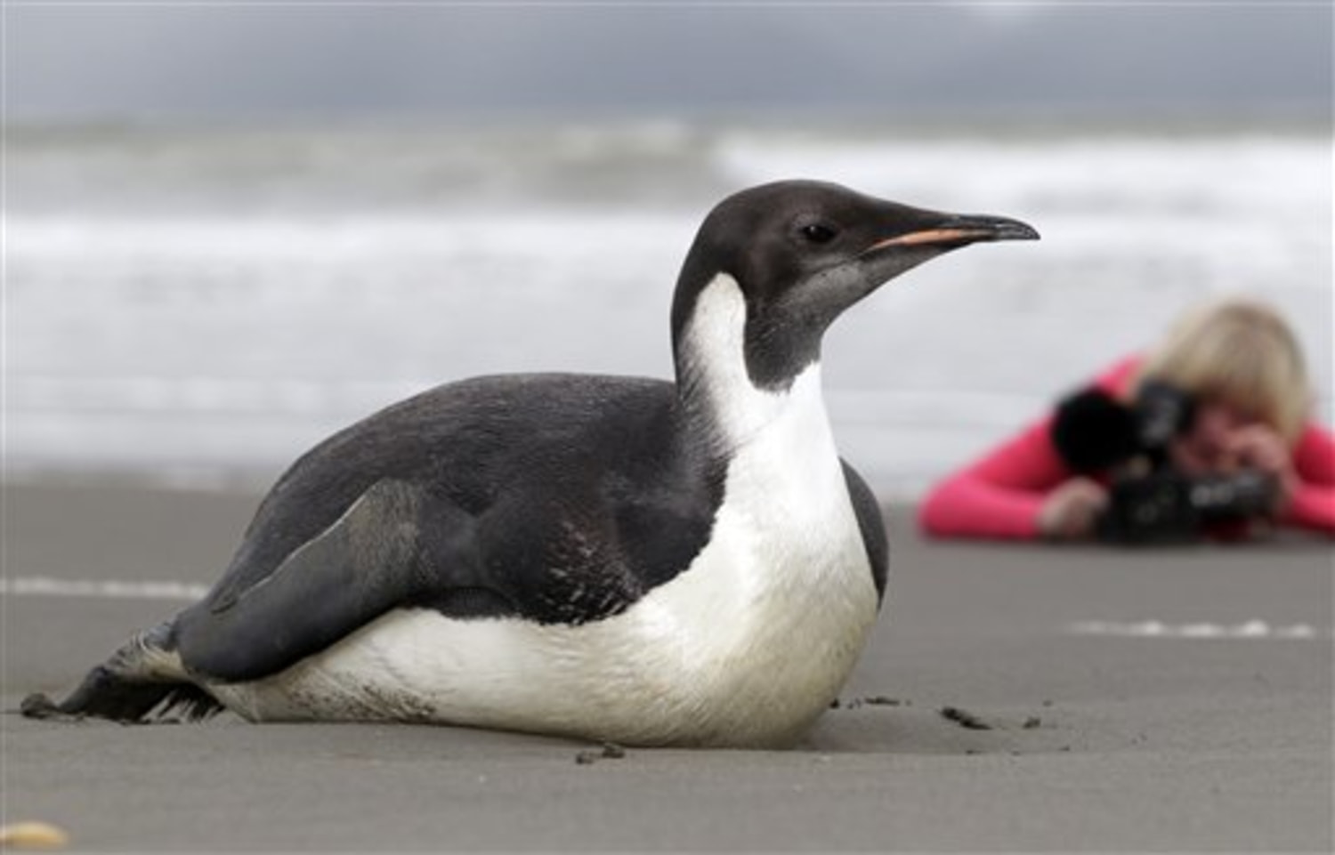 No free ride home for penguin lost in New Zealand